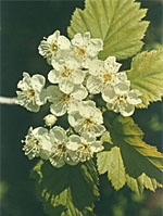 MSA CRATAEGUS OXYACA 50 ML - Farmacia De Pasquale