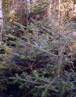 MSA ABIES PECTINATA 50 ML - Farmacia De Pasquale