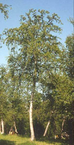 MSA BETULA PUBESCENS 50 ML - Farmacia De Pasquale