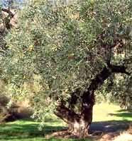 MSA OLEA EUROPEA 50 ML - Farmacia De Pasquale