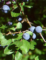 MSA PRUNUS SPINOSA 50 ML - Farmacia De Pasquale