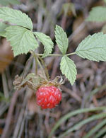 MSA RUBUS IDAEUS 50 ML - Farmacia De Pasquale