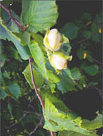 MSA CORYLUS AVELLANA 50 ML - Farmacia De Pasquale