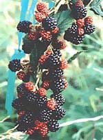 MSA RUBUS FRUCTICOSU 50 ML - Farmacia De Pasquale