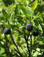 TSA VACCINIUM MYRTILLUS 50 ML - Farmacia De Pasquale