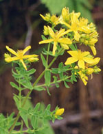 TSA HIPERICUM PERFORATUM 50 ML - Farmacia De Pasquale