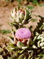 TSA CYNARA SCOLYMUS 50 ML - Farmacia De Pasquale