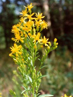 TSA SOLIDAGO VIRGAUREA 50 ML - Farmacia De Pasquale