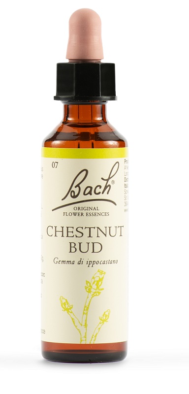 CHESTNUT BUD BACH ORIG 20 ML - Farmacia De Pasquale